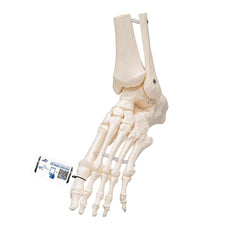 Loose Foot and Ankle Skeleton