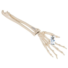 Loose Hand Skeleton with Ulna and Radius
