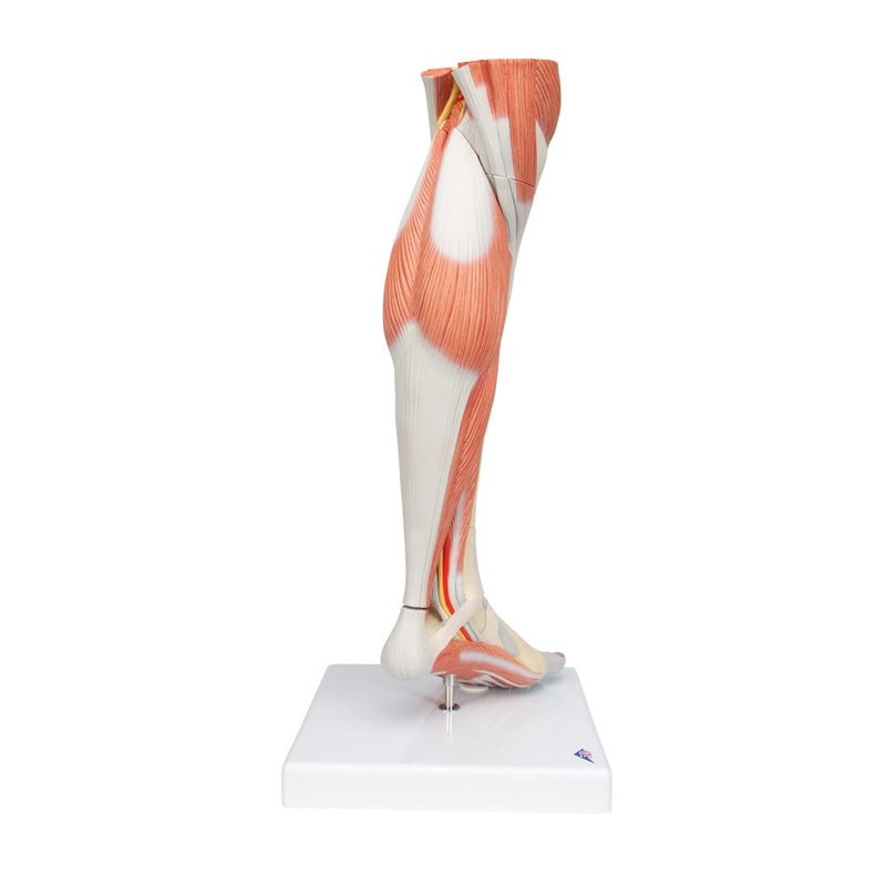 Lower Muscle Leg with detachable Knee, 3 part, Life Size