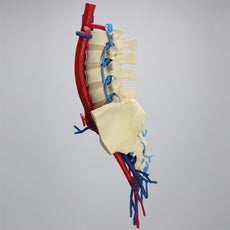 Lumbar Spine with Aorta and Vena Cava
