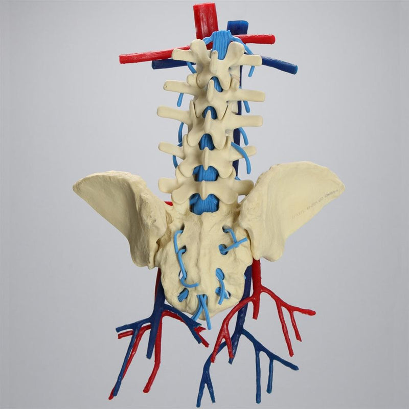 Lumbar Spine with Aorta and Vena Cava
