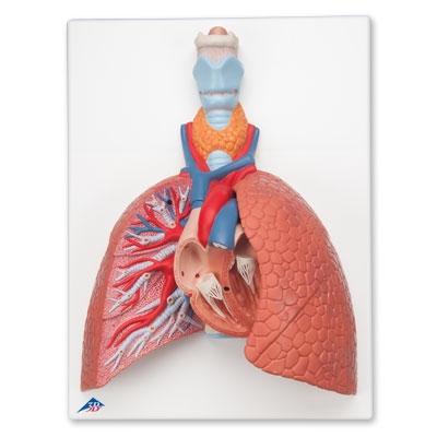 Lung Model with Larynx, 5-part