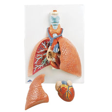 Lung Model with Larynx, 5-part