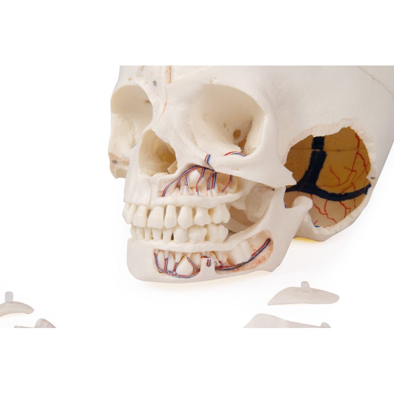 Luxury Demonstration Children's Skull; 14 Pieces; For Advanced Studies