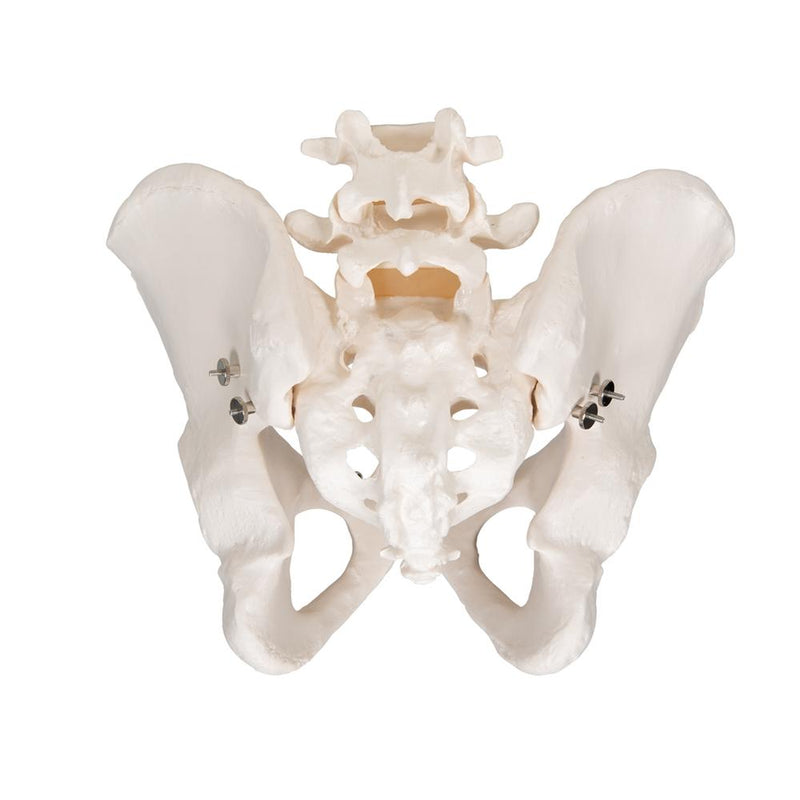 Male Pelvic Skeleton Model