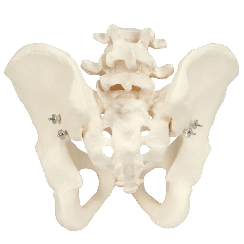 Male Pelvic Skeleton Model