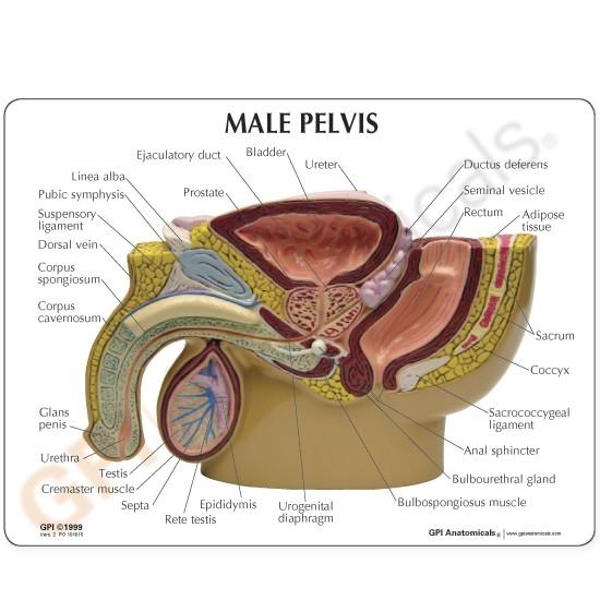 Male Pelvis Cross Section with Testicle - Testicular Cancer Model