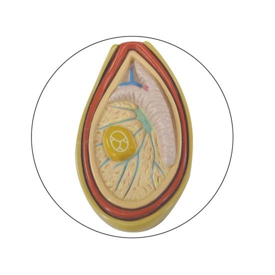 Male Pelvis Cross Section with Testicle - Testicular Cancer Model