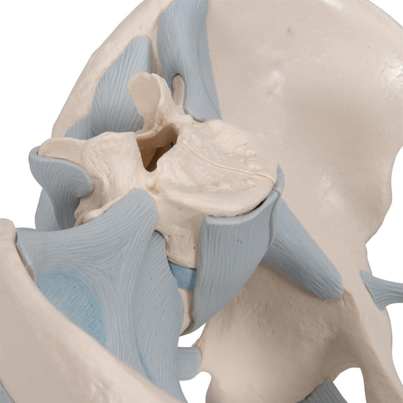 Male Pelvis with Ligaments, 2-part