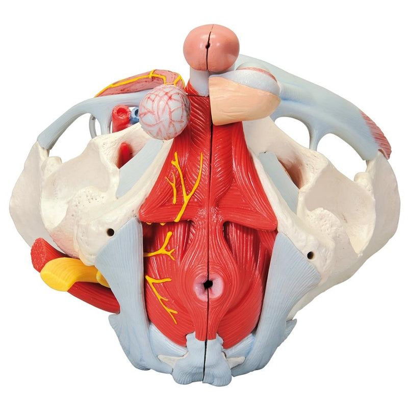 Male pelvis with ligaments, pelvic floor and organs, 7-parts
