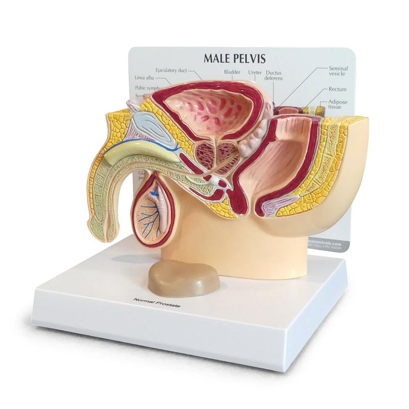 Male Pelvis with Prostate Model