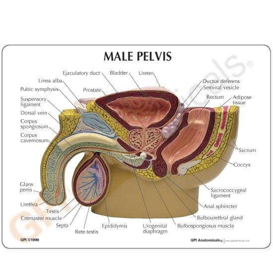 Male Pelvis with Prostate Model