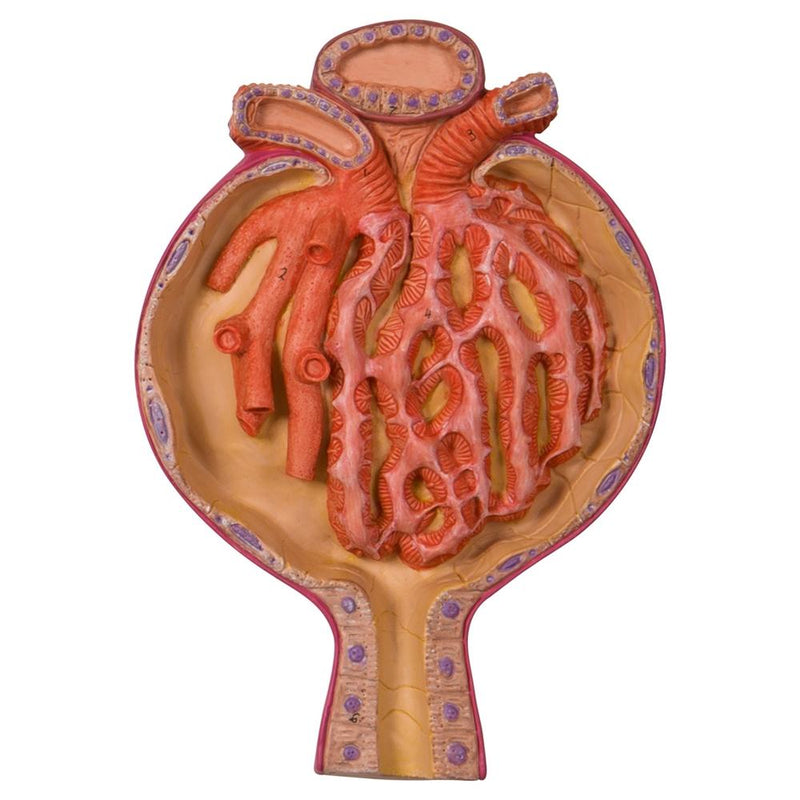 Malpighian Corpuscle of Kidney, 700 times full-size