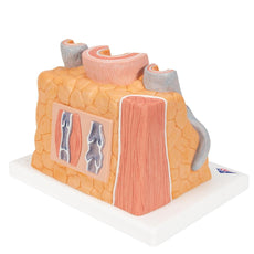 MICROanatomy Muscular Artery and Vein Model Enlarged 14 times