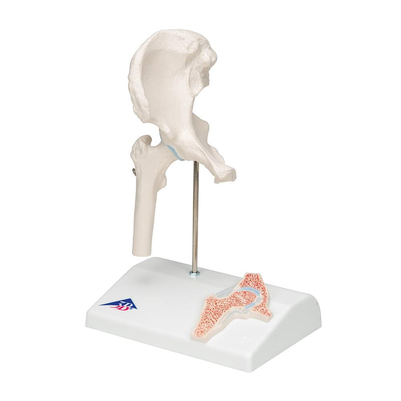Mini Hip Joint with cross-section, on base