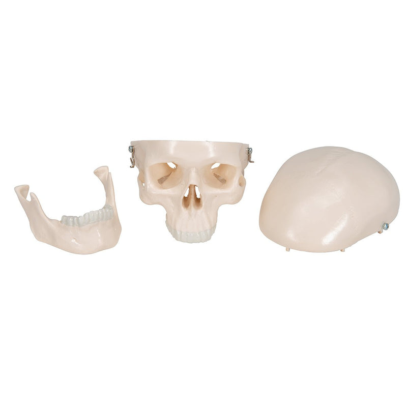 Mini Human Skull, 3 part - Skullcap, Base of Skull and Mandible