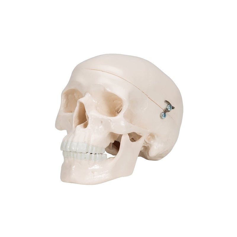 Mini Human Skull, 3 part - Skullcap, Base of Skull and Mandible
