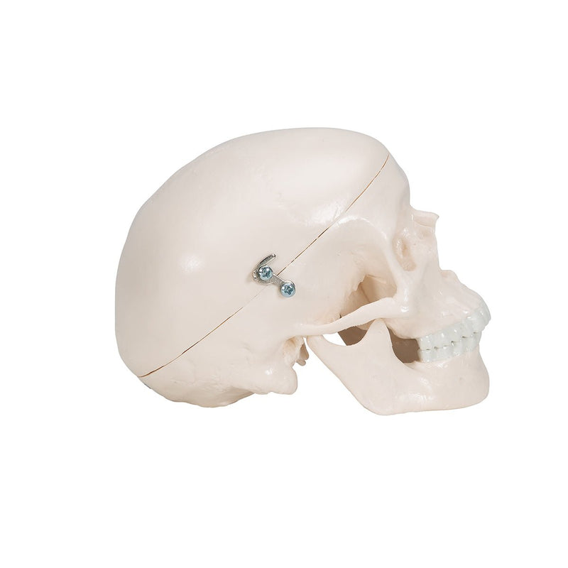 Mini Human Skull, 3 part - Skullcap, Base of Skull and Mandible