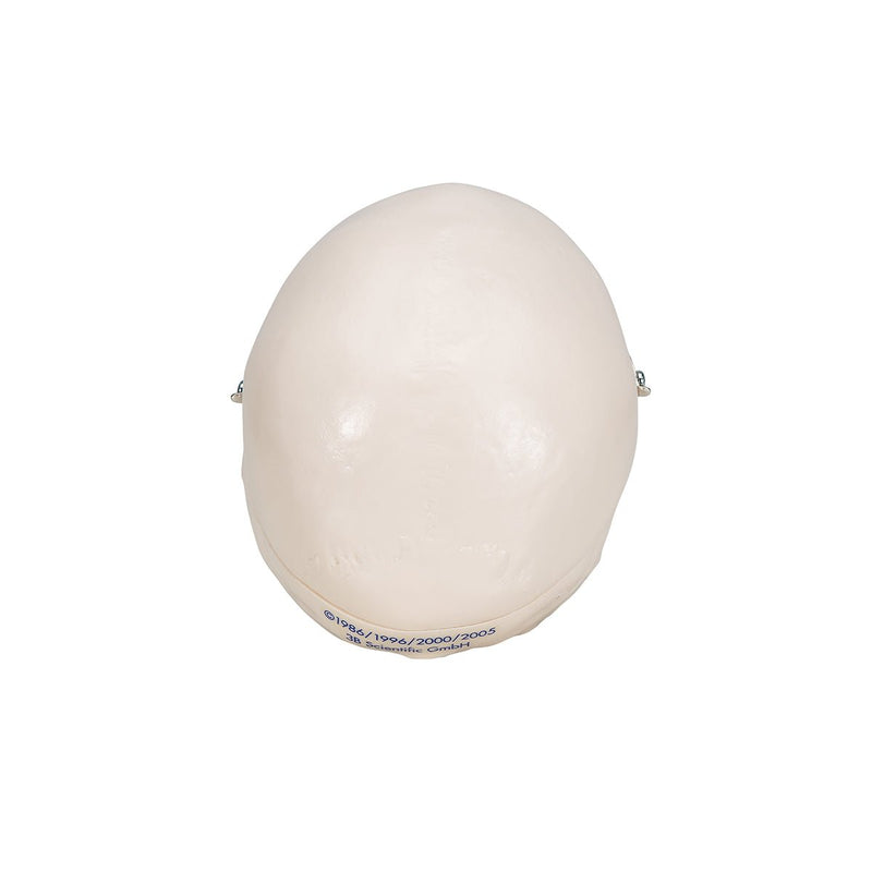 Mini Human Skull, 3 part - Skullcap, Base of Skull and Mandible