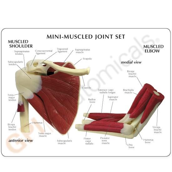 Mini-Joint Set Model with Muscles