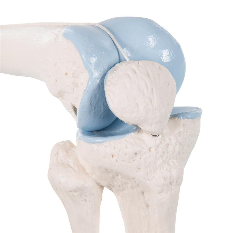 Mini Knee Joint Model with cross section, on base