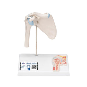 Mini Shoulder Joint with cross-section, on base