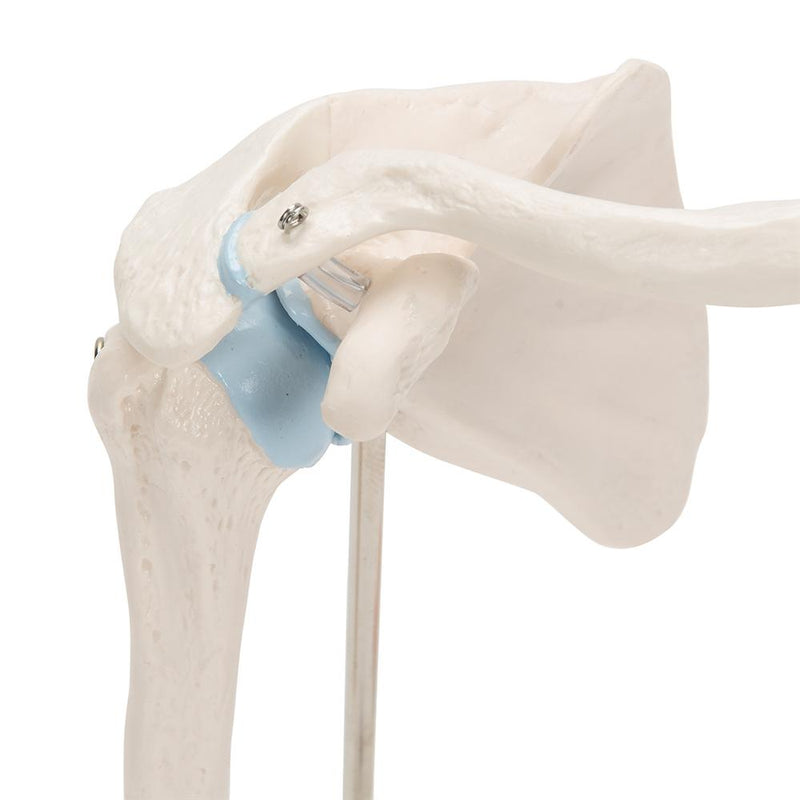 Mini Shoulder Joint with cross-section, on base