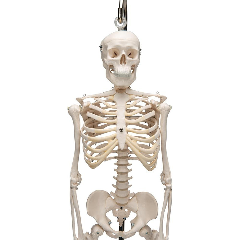 Mini Skeleton Shorty On Hanging Stand