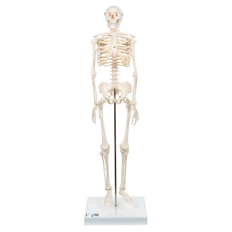 Mini Skeleton Shorty On Pelvic Stand