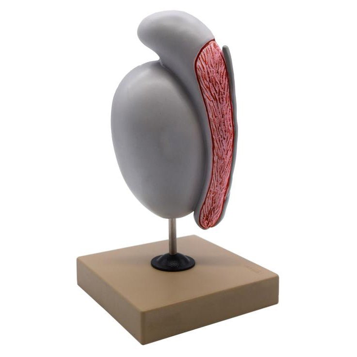 Testis Simulation Model of the Human Testis | Human Testicle Model â GTSimulators.com