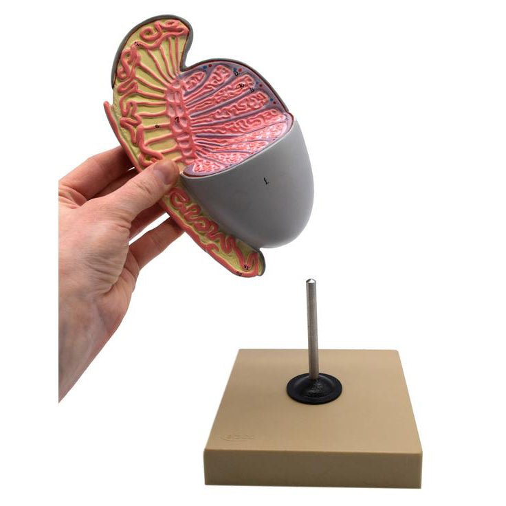 Testis Simulation Model of the Human Testis | Human Testicle Model â GTSimulators.com