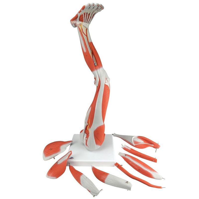 Muscle Leg Model, 9 part, 3-4 Life Size