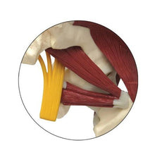 Muscled Hip Joint with Sciatic Nerve