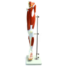 Muscular Human Leg Model with Stand; Numbered