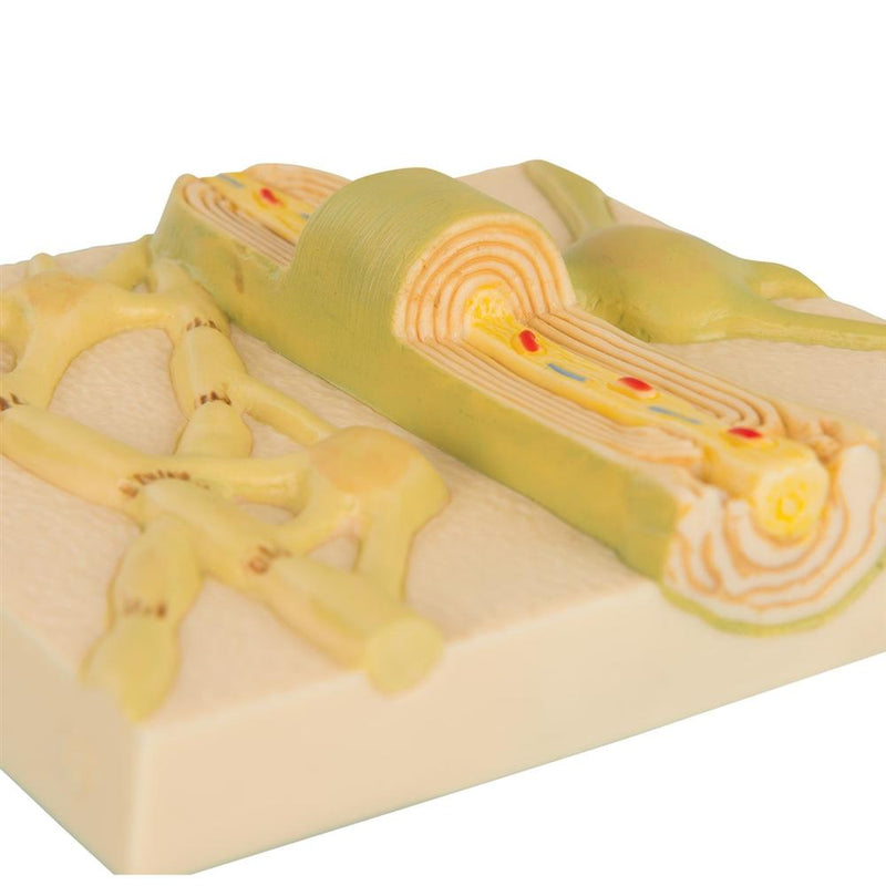 Myelin Sheaths of the CNS