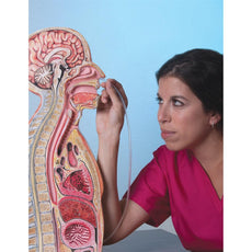 Nasogastric Intubation Model