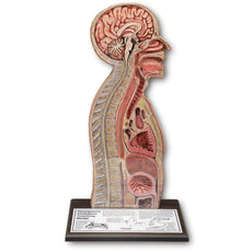 Nasogastric Intubation Model