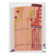 Nephrons and Blood Vessels, 120 times full-size