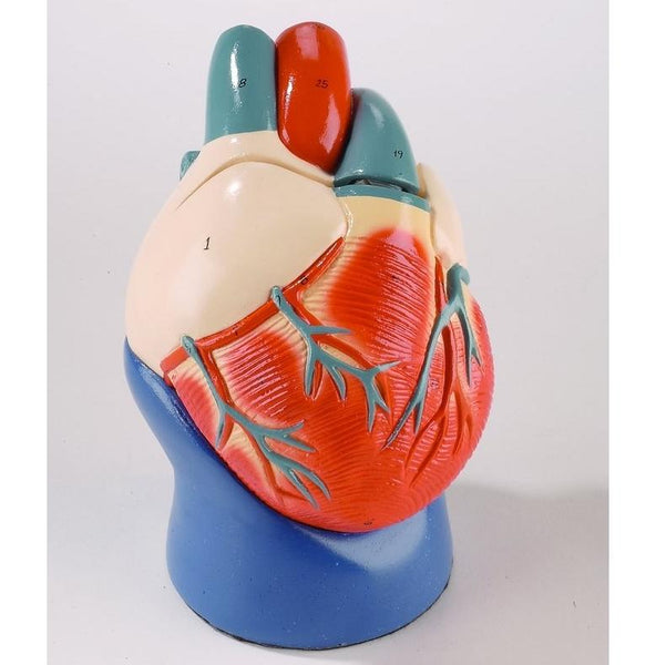 Nonbreakable Life-Size Heart (0131-00) – GTSimulators.com
