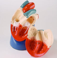 Nonbreakable Life-Size Heart (0131-00)