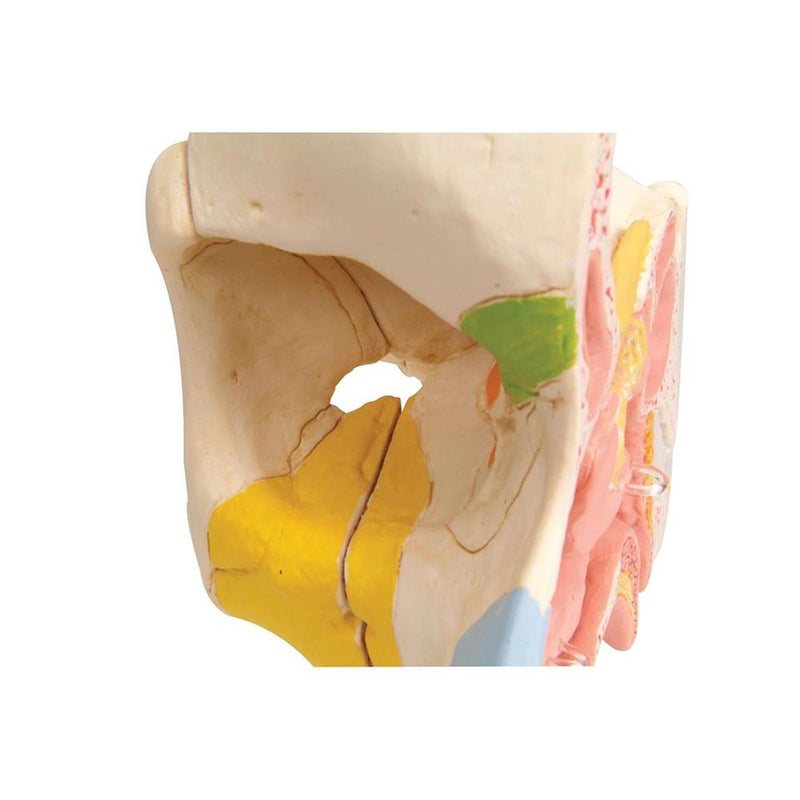Nose Model with Paranasal Sinuses, 5 part