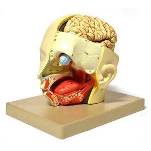 Numbered Head Model, 4 parts