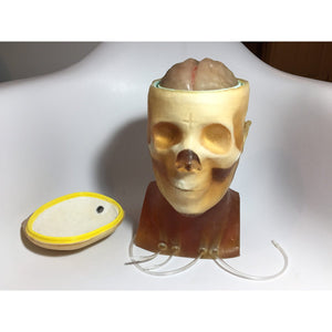 Openable Adult Head Phantom for X-Ray CT, Ultrasound and MRI