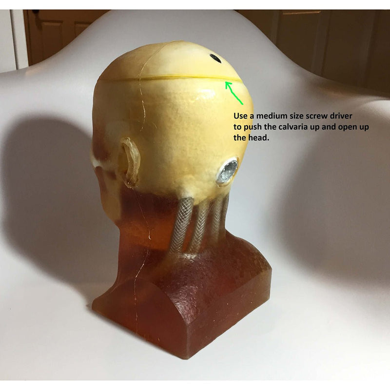 Openable Adult Head Phantom for X-Ray CT, Ultrasound and MRI