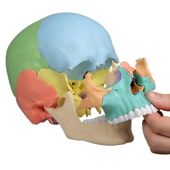 Osteopathic Skull, 22 part, didactic version