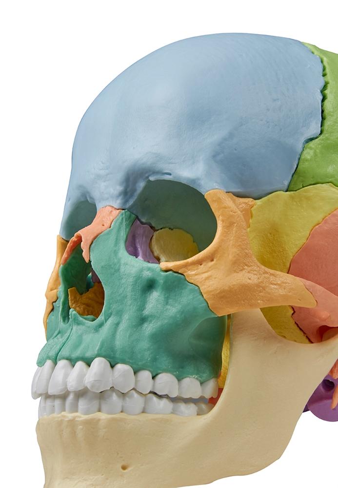 Osteopathic Skull, 22 part, didactic version