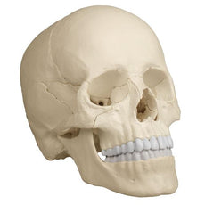 Osteopathic Skull Model, 22 part