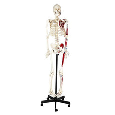 Painted Human Skeleton Model, Mounted on a Rolling Stand