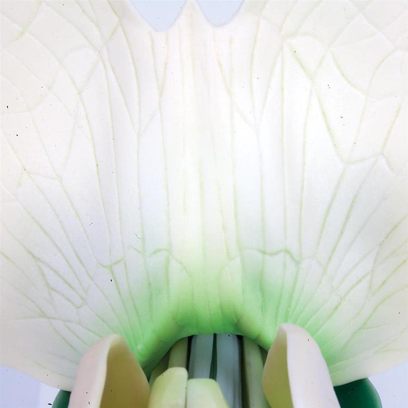Pea Flower  Model (pisum sativum)
