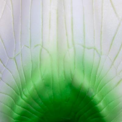 Pea Flower  Model (pisum sativum)
